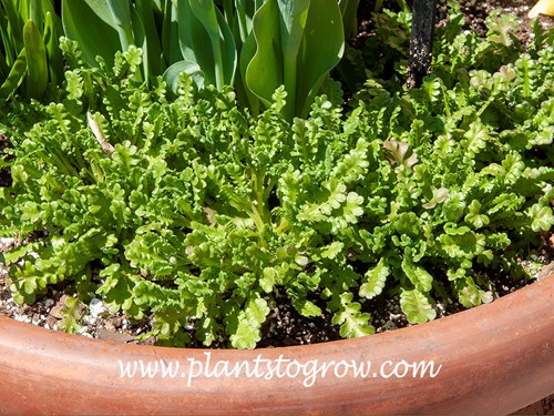 Rhodes Endive (Cichorium endivia)
Some young plants in a pot along with tulips. Early spring.